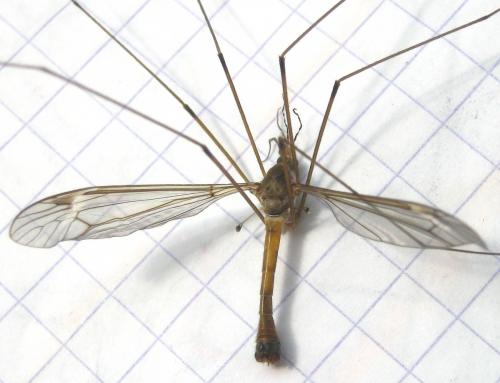 Tipula alpina